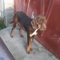 پوینتر ماده ۷ماهه آماده آموزش..|سگ|لاهیجان, کوی خزر|دیوار