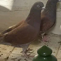 6عددکبوتر|پرنده|یزد, |دیوار