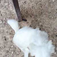 مالینیور ماده درجه یک جوان با یک سگه شیتزو ماده|سگ|سعدآباد, |دیوار