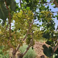 ۱۲۰۰ متر/ باغ پسته/ معاوضه/ساوه روستای پیک|فروش دفتر صنعتی، کشاورزی، تجاری|گلستان (تهران), |دیوار