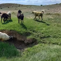 سرابی سگ گله|سگ|اردبیل, |دیوار
