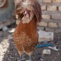 خروس|حیوانات مزرعه|کشکوئیه, |دیوار