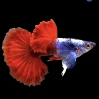 بارماهی جدیدرسید (آکواریوم فرید)