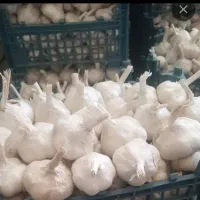 فروش سیر|عمده‌فروشی|همدان, |دیوار