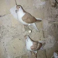 ۴تاکفترجوجه چپ کلاغ چپ ساده