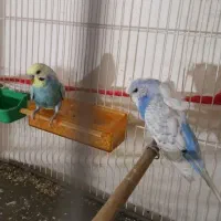 کتوله و عروس