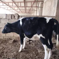 فروش گوساله|حیوانات مزرعه|رونیز, |دیوار