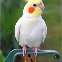 گمشده
