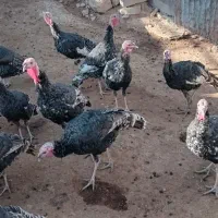 بوقلمون جوان و سرحال وسالم