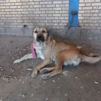 سگ افغان نگهبان درجه
