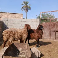 فروش دوراس تقلی