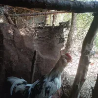 تخم مرغ نطفه دار گلین|حیوانات مزرعه|رامیان, |دیوار