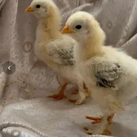 جوجه چند روزه  برهما پاپر و جوجه رسمی