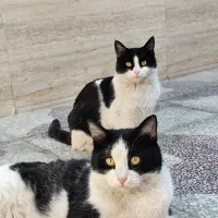واگذاری گربه دستی