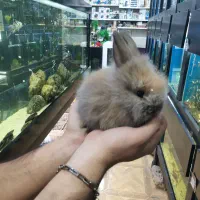 خرگوش لوپ در رنگهای متنوع با قیمتهای عالی|موش و خرگوش|مشهد, رضاشهر|دیوار