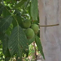 باغ بهشت تاکستان|فروش دفتر صنعتی، کشاورزی، تجاری|اسفرورین, |دیوار