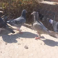 کبوتر نر وماده