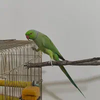 ملنگو سخنگو