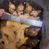 حلزون آماده تخم + مشاوره رایگان|حیوانات مزرعه|قم, زنبیل آباد|دیوار