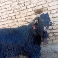 پازن ی ساله بزری|حیوانات مزرعه|ارسنجان, |دیوار