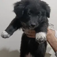 سگ اشپیتز ماده