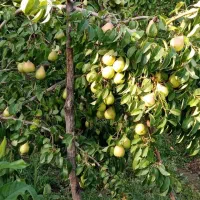 فروش نهال میوه و خشکبار لیبل‌دار|خدمات باغبانی و درختکاری|شیراز, باغ تخت|دیوار