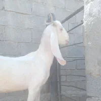 فروش بز|حیوانات مزرعه|بندر ماهشهر, |دیوار