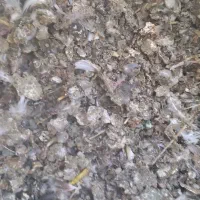 کود کبوتر