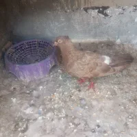کبوتر
