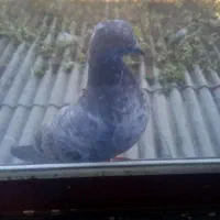 یه دونه کبوتر کله زرد گم  شد این عکسش نیست