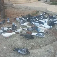 جوجه کبوتر پرشی به شرط|پرنده|ماهدشت, |دیوار