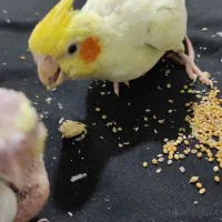 سه تا عروس پاریس