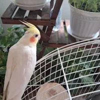 طوطی عروس هلندی