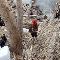 مرغ وخروس