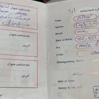 سگ نژاد پیونتر|سگ|رشت, کوی فکوری|دیوار