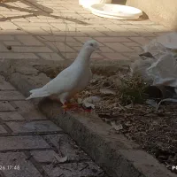کبوتر ماده نقره‌ای