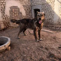 سگ نر دم فر .سگ پاکوتاه.واگذاری