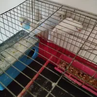 عروس هلندی بامرغ عشق