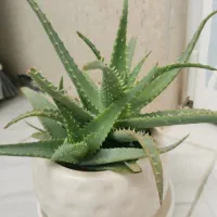 گل با گلدان