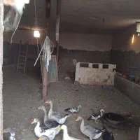 فروش گاوداری