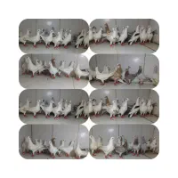 دسته ۲۰تایی پرشی ماده سار دورگ