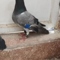 کفتر سبز پلاکی نر زرنگا گرفتنی کبوتر شلاقی