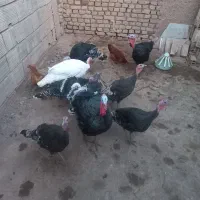 فروش بوقلمون جوان نر و ماده|حیوانات مزرعه|عطاملک, |دیوار