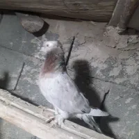 کبوتر کاشان سرور|پرنده|مرند, |دیوار