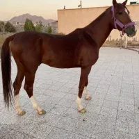 اسب عرب کورسی|اسب و تجهیزات اسب‌سواری|تربت‌حیدریه, شهرک ولیعصر|دیوار