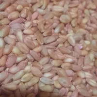 گندم ریژاو