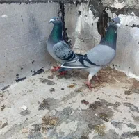 کبوتر|پرنده|اردبیل, |دیوار