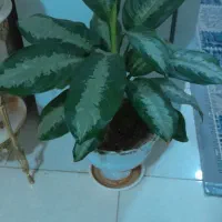 گل شفاف هردوههفته برگ جدید میده