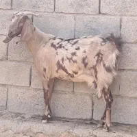 گیسه پلنگی معاوضه با دبر مست