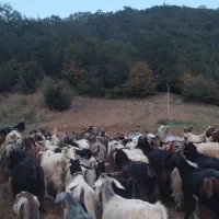 بزهای ابست سینه کرده و نر بزغاله و ماده بزغاله|حیوانات مزرعه|مینودشت, |دیوار